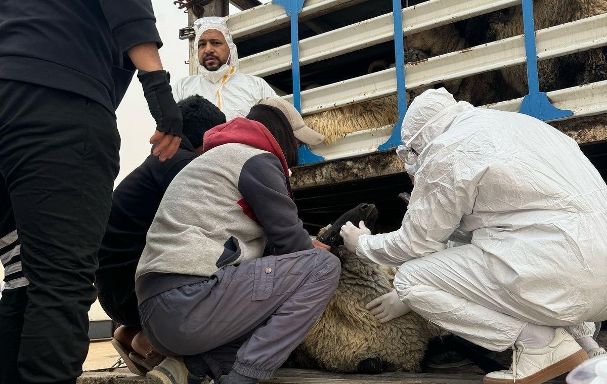 هيئة المنافذ الحدودية تشدد الفحوصات البيطرية لحماية الثروة الحيوانية