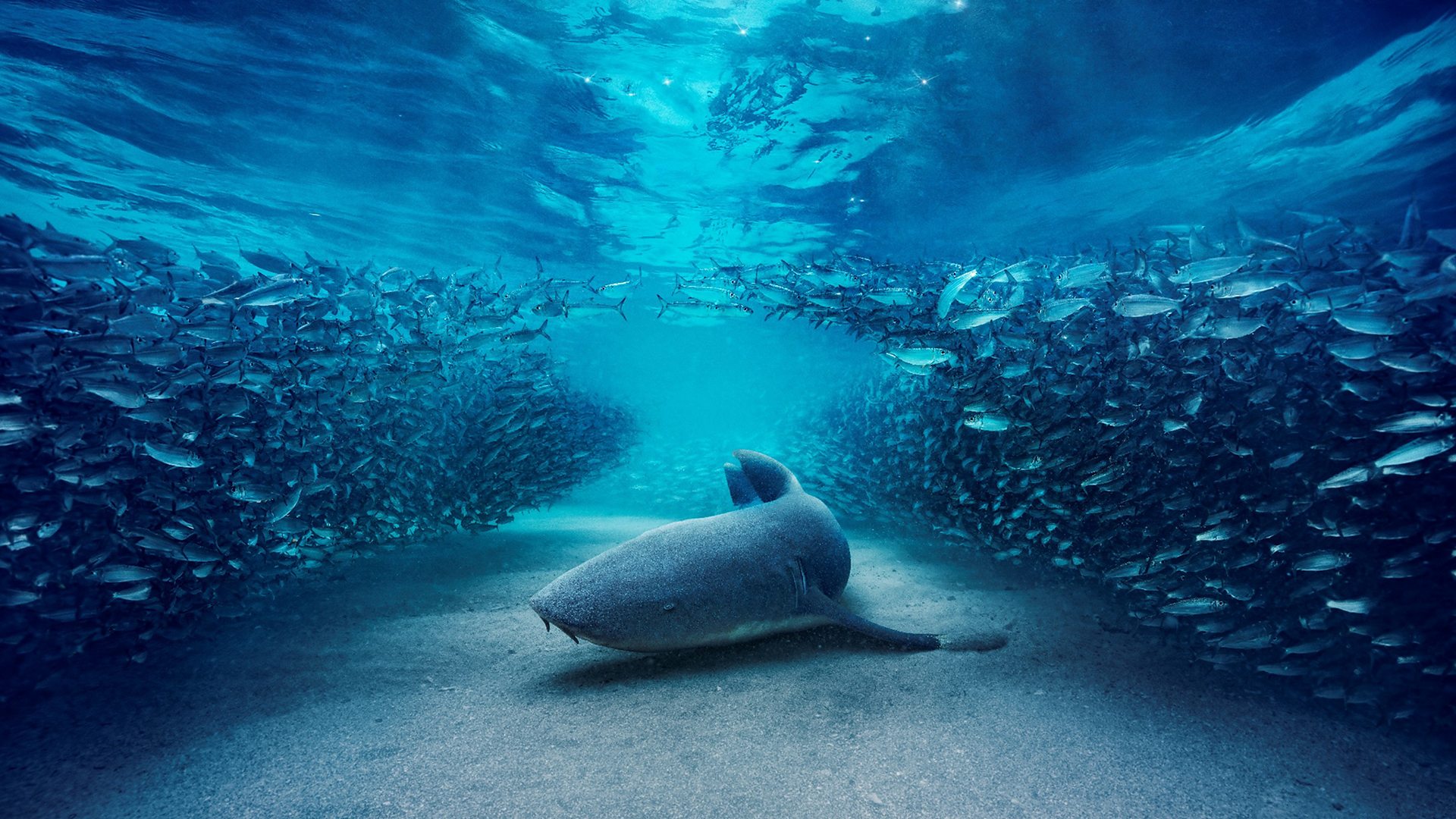 بەشی سێیەمی Blue Planet سادەیە: دەریدەخات ژیریی دەستکردی تیادا بەکارنەهێنراوە