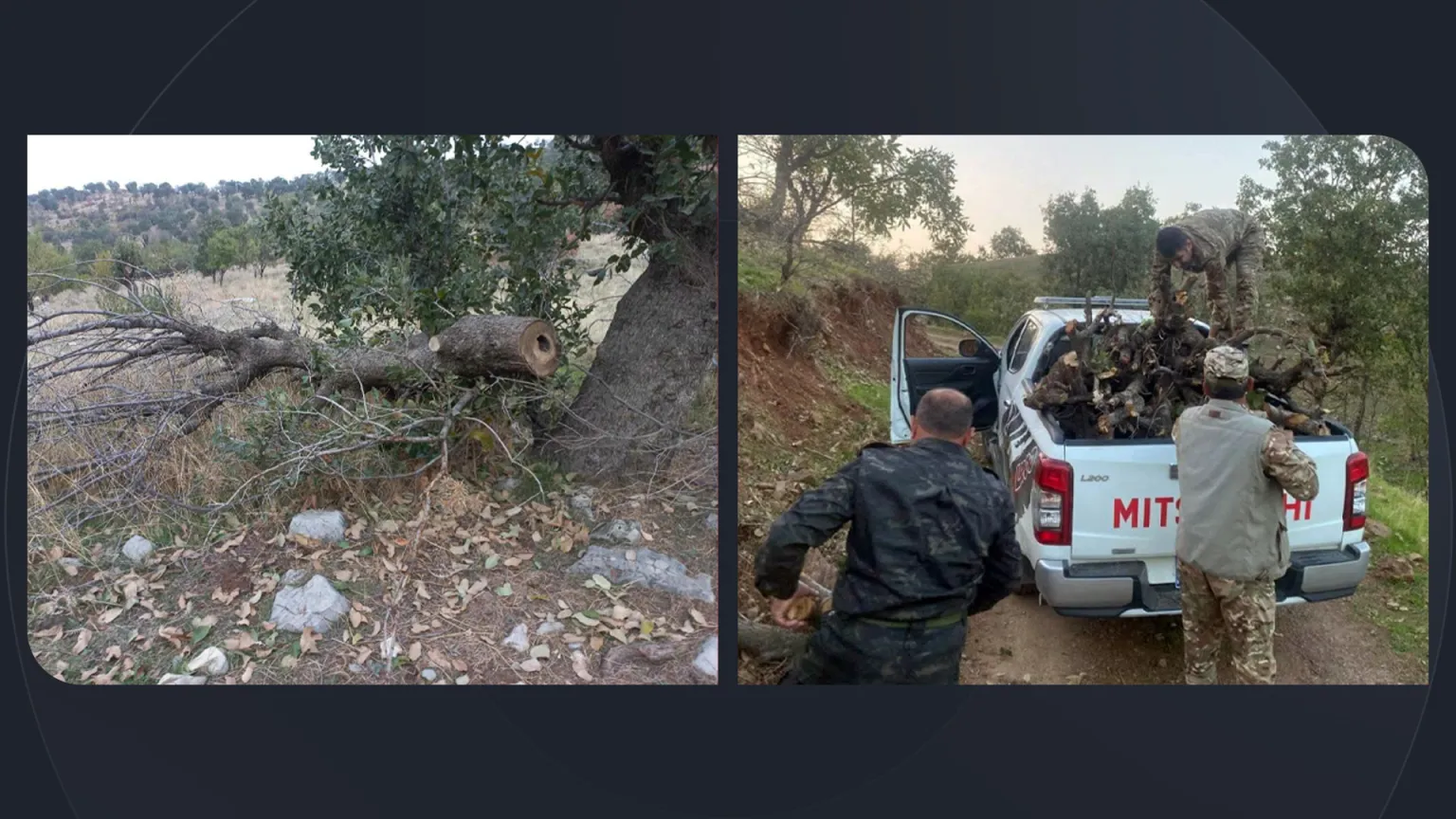 لە بەرزنجە دەستبەر دارى بڕدراو و لە سیدەکان داربڕ گیرا