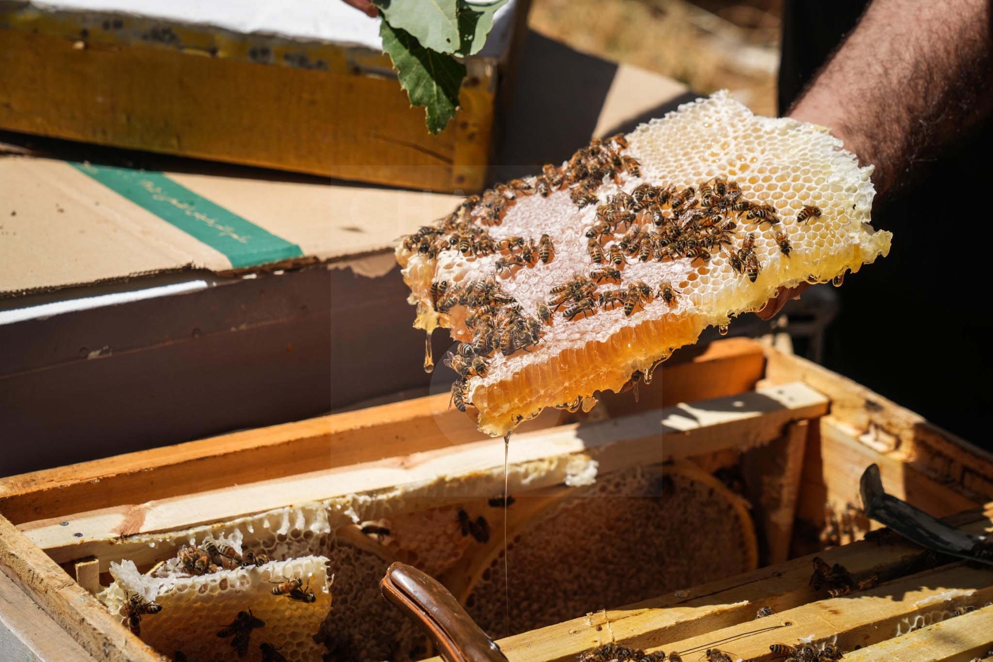 Kurdistan Region 2026 Honey Production Surpasses 1,000 Tons