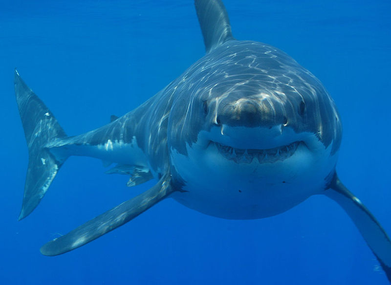Fatal Shark Attack Claims Woman's Life at South Africa's Orient Beach