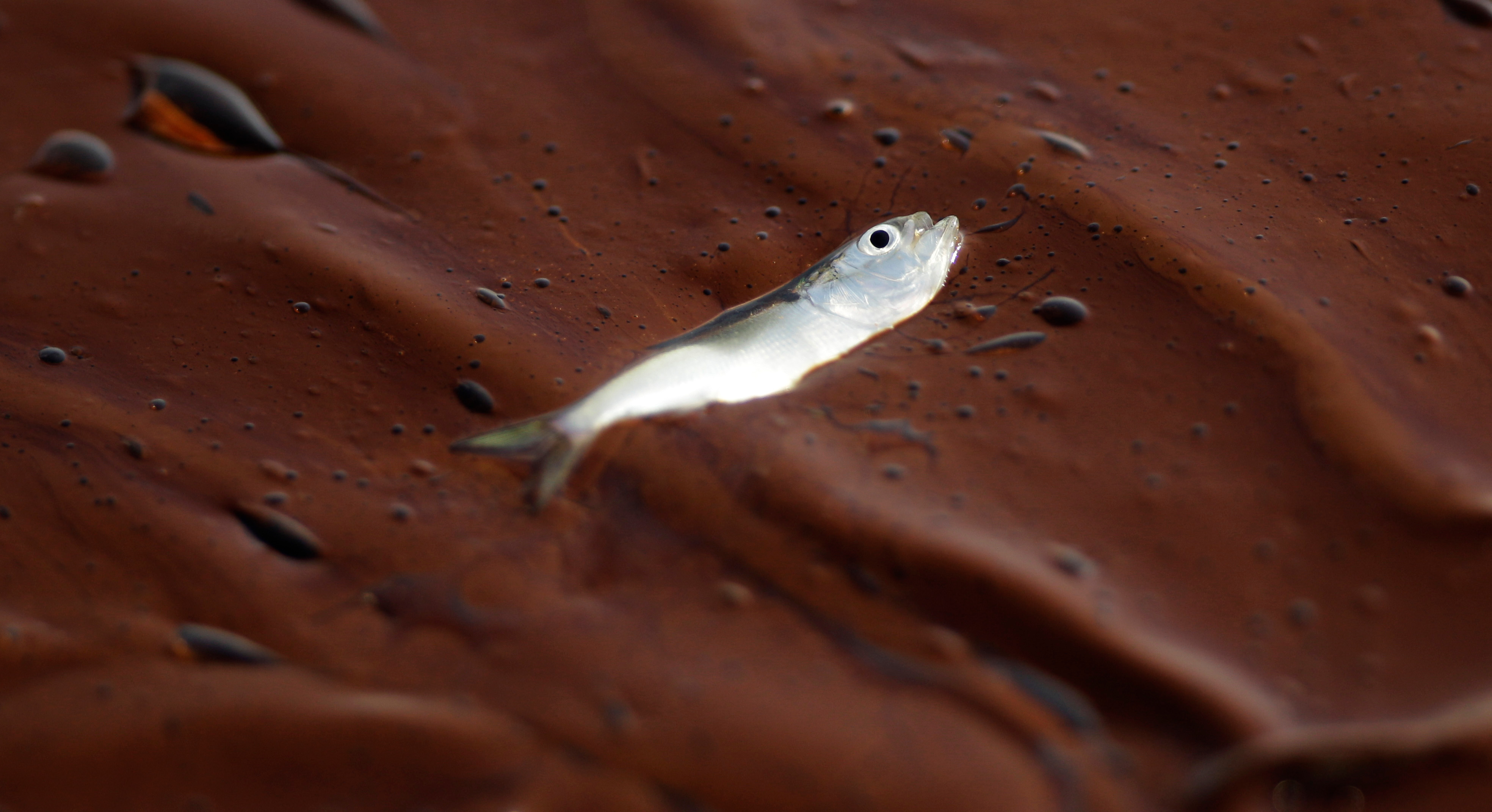 Deepwater Horizon Spill Linked to Lasting Marine Life Decline