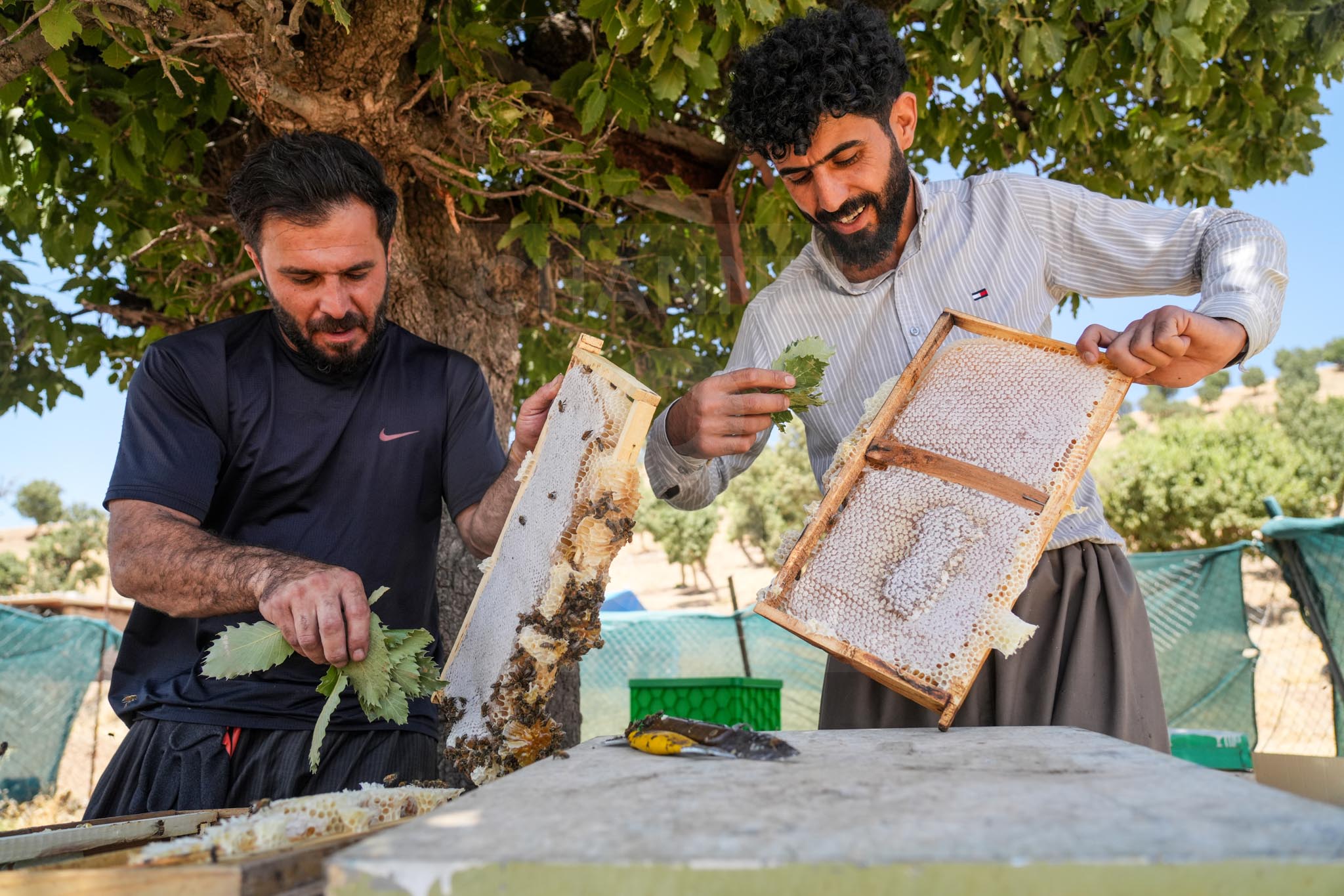 Sharbazher Honey Harvest Begins with Encouraging Yield