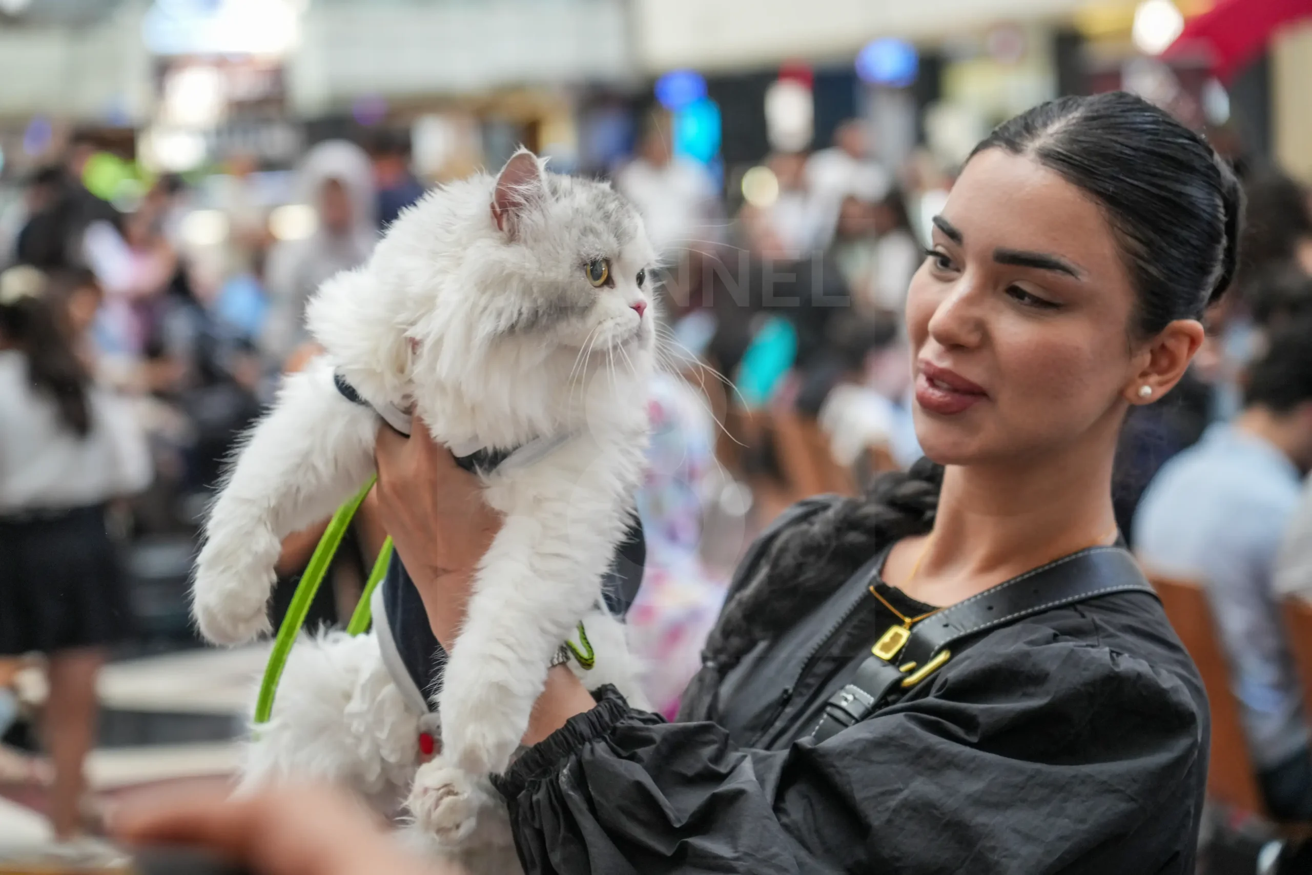 Slemani Hosts Glamorous Feline Beauty Pageant 