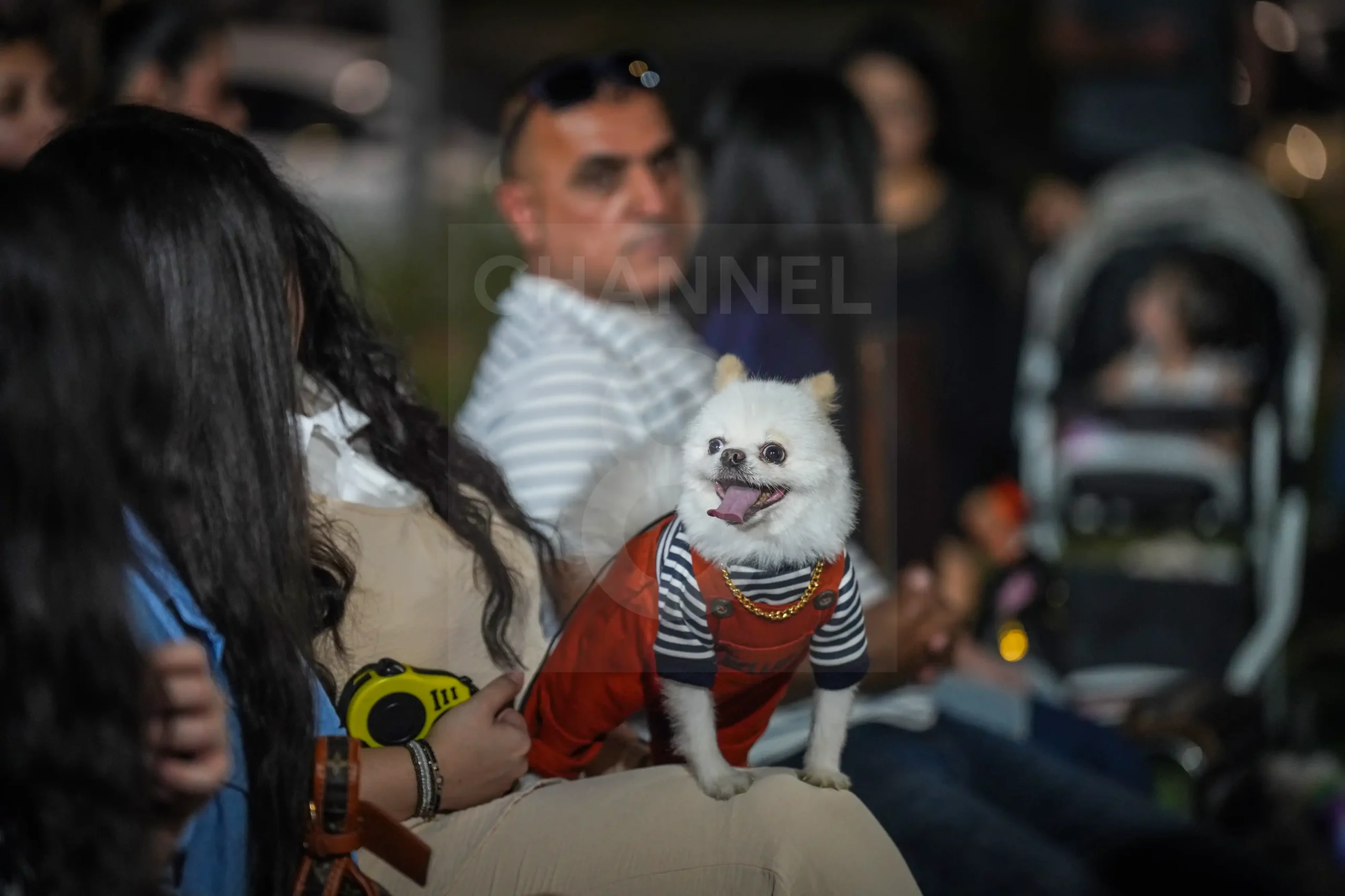 Slemani’s Dog Show Highlights Breed Diversity 