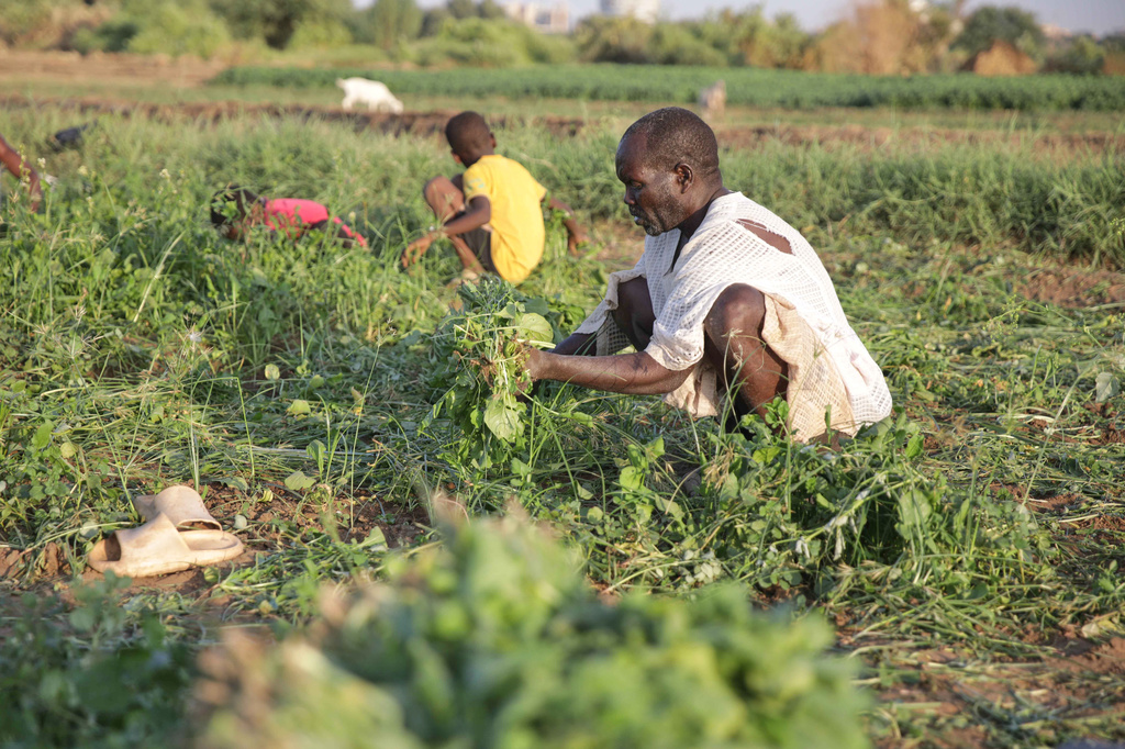 A Sudanese farmer harvests arugula crop in Khartoum, Sudan, Monday, Oct. 5, 2026. (AP Photo/Marwan Ali)