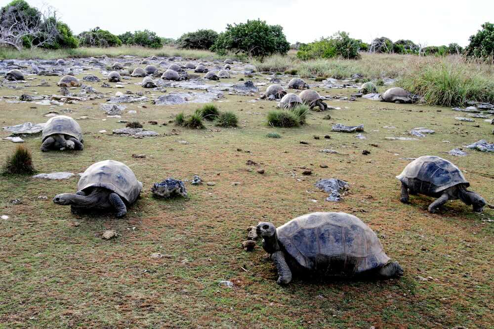 Giant Tortoises in the Seychelles.  //  A landmark survey of the world’s largest free-roaming giant tortoise population has revealed the once endangered species is thriving.  A population of Aldabra giant tortoise has lived on an island in the Seychelles called Aldabra Atoll.  The most recent survey, led by the Seychelles Islands Foundation (SIF) and the University of Exeter, revealed that there are approximately 180,000 living on the island.  This is the highest figure ever recorded for the species and far exceeds the human population of the Seychelles.  The new figure was obtained by a team who analysed five years of tortoise counts collected between 2018 and 2022.  It is the first update since the widely cited figure of 100,000 tortoises from the late 1990s.   Aldabra Atoll is one of only two places in the world where giant tortoises can be found in the wild, with a much smaller population living in the Galapagos.