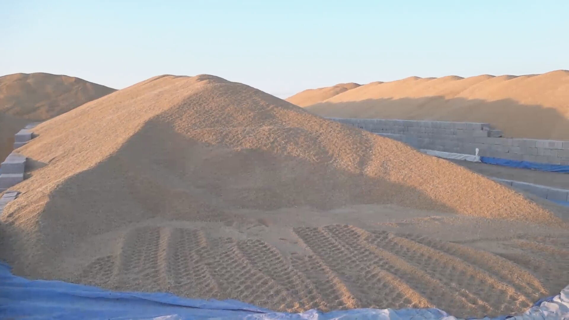 کۆگایەکی گەنمی جووتیارانی کوردستان