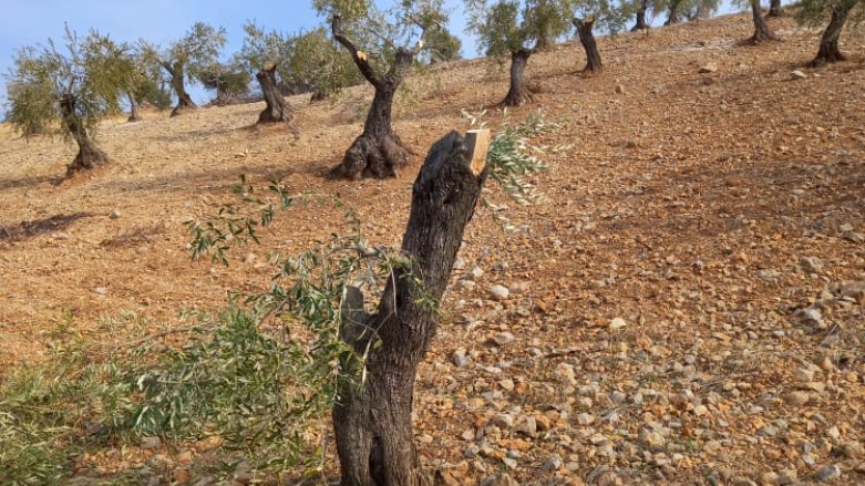 VÊ CARÊ JÎ ZEYTÛNÊN SIWÊDAYÊ DIDIZIN
