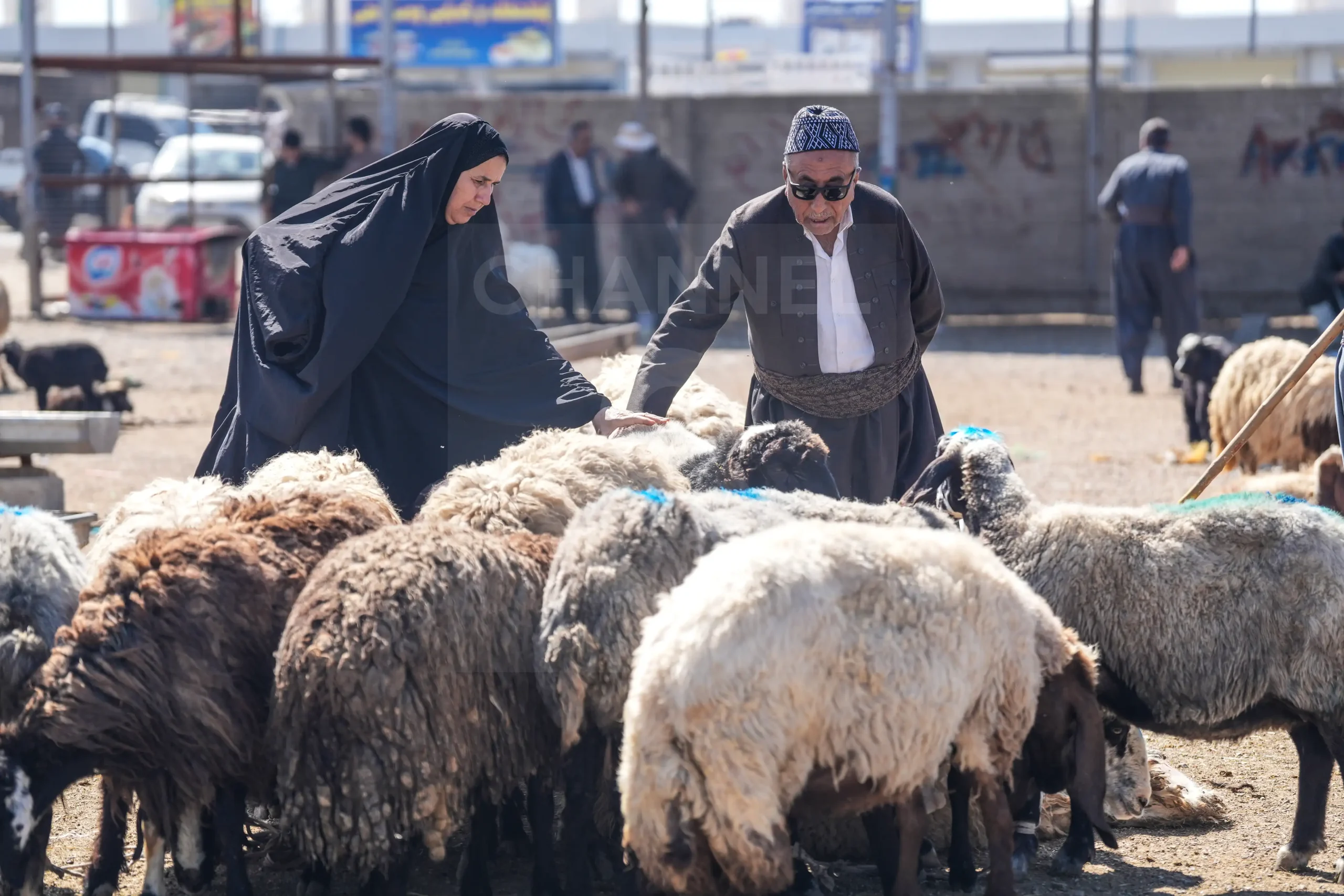 میدان دام فروشان سلیمانیە خود را برای قربانی در عید قربان آمادە می کند