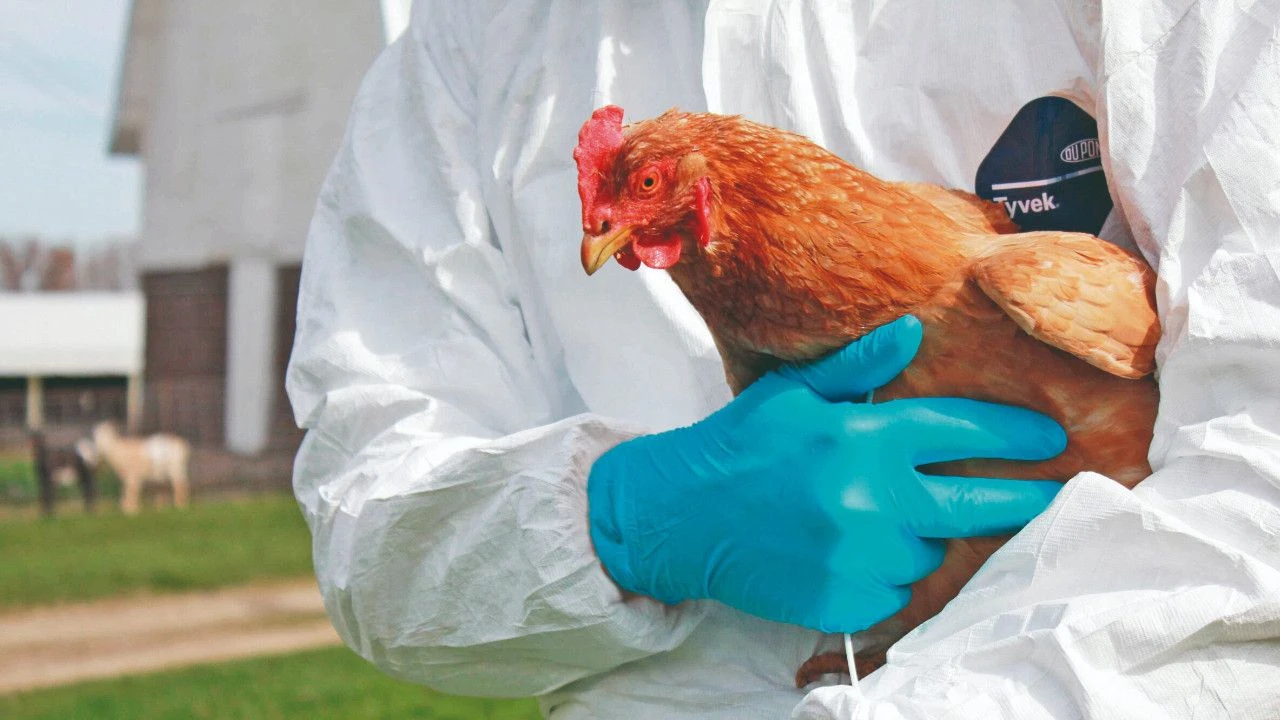 ABD’de İlk H5N5 Kuş Gribi Ölümü: Washington Eyaletinde Yaşlı Bir Adam Hayatını Kaybetti