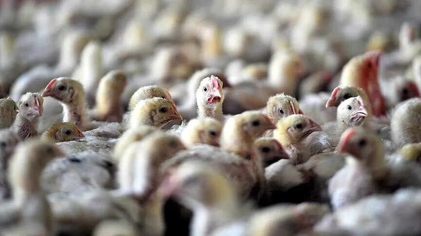 Avustralya'da kuş gribi yayılıyor